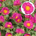 Afbeelding van Portulaca P12 Fuchsia